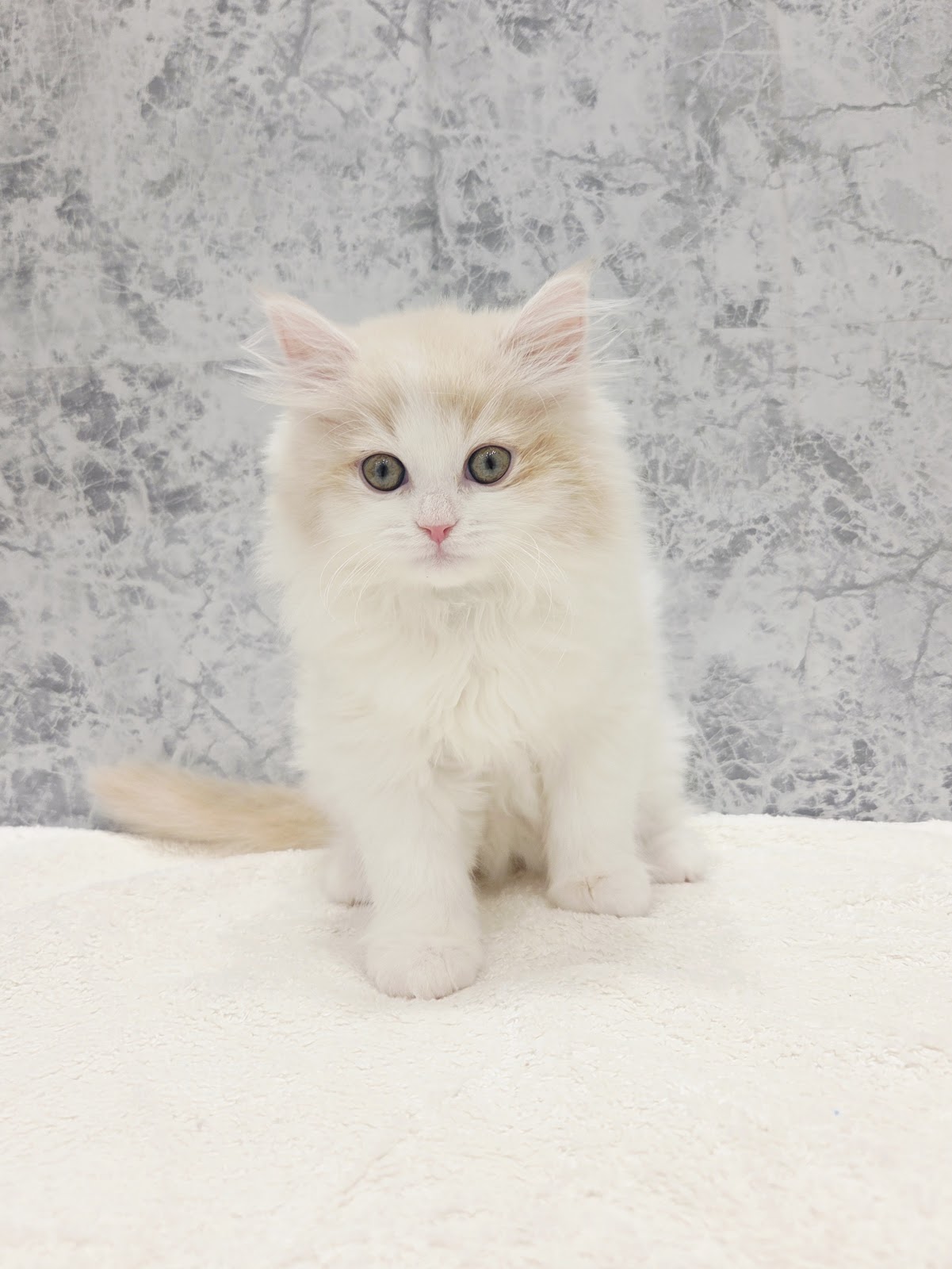 サイベリアンの写真