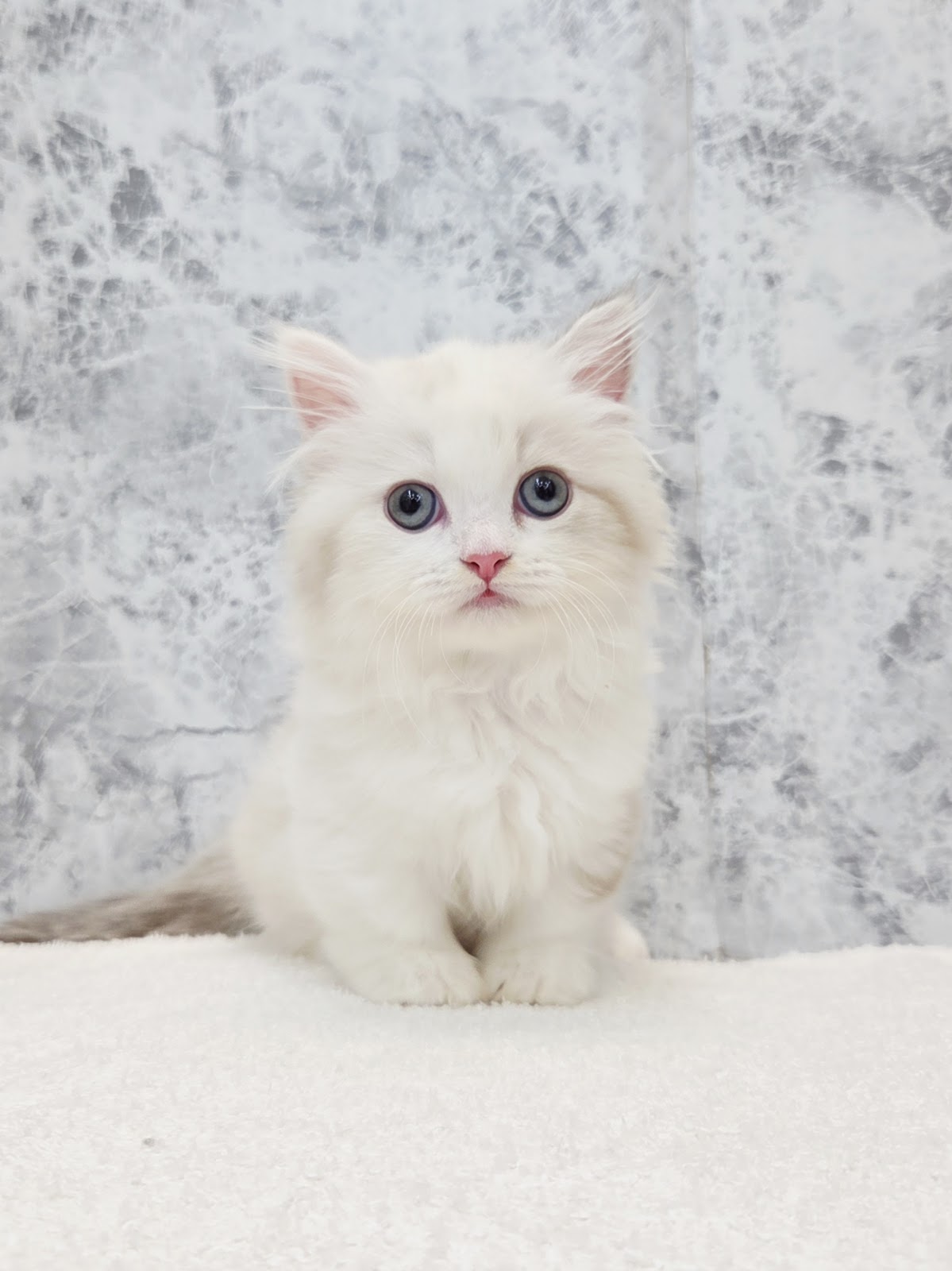 ミヌエットの写真