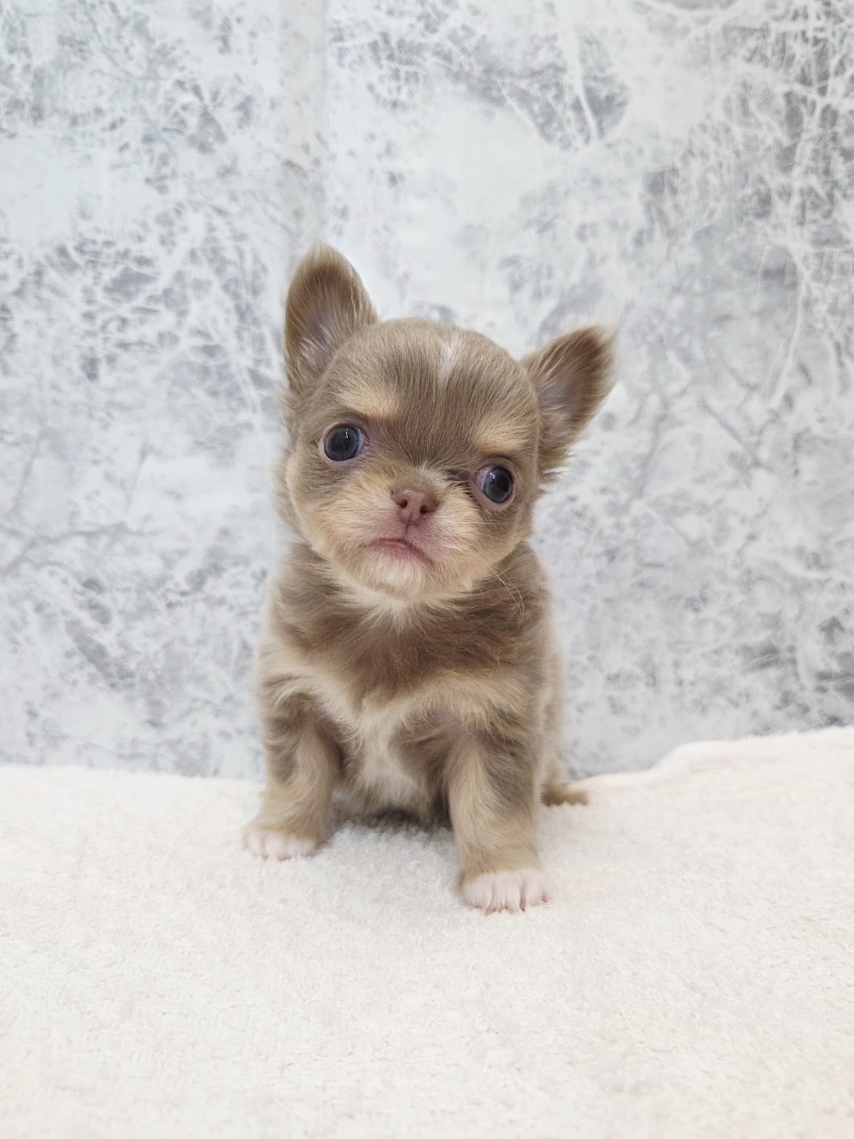 ロングコートチワワの写真