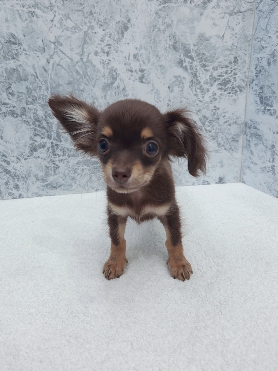 ミニチュアダックスフンド×チワワの写真3