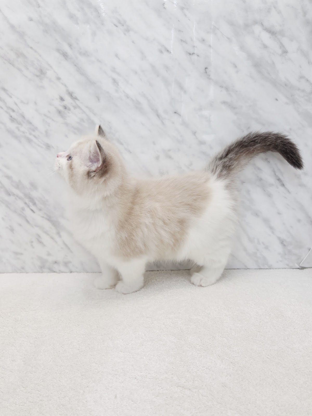 ラグドールの写真2