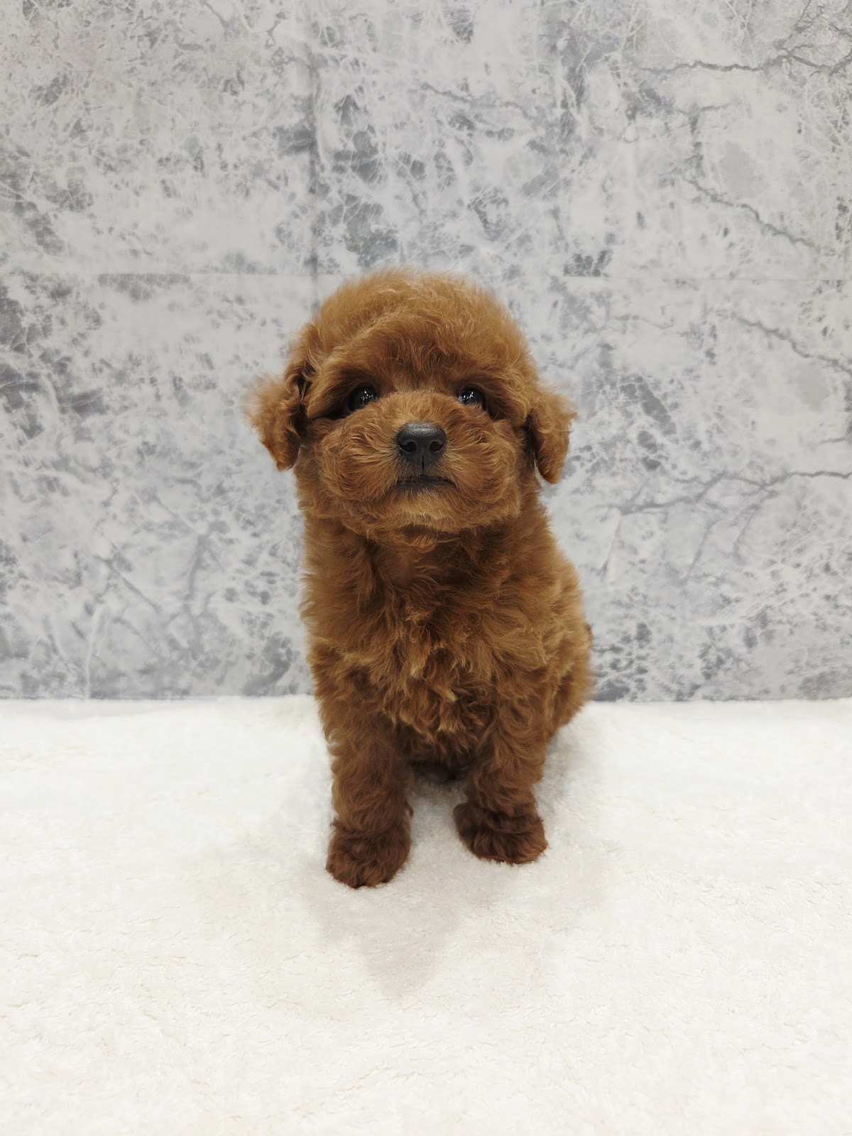 トイプードルの写真3