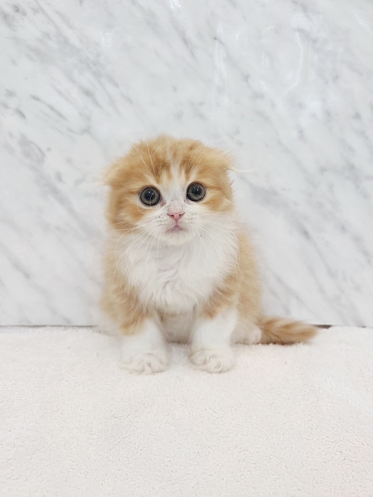 スコティッシュ・フォールドの写真