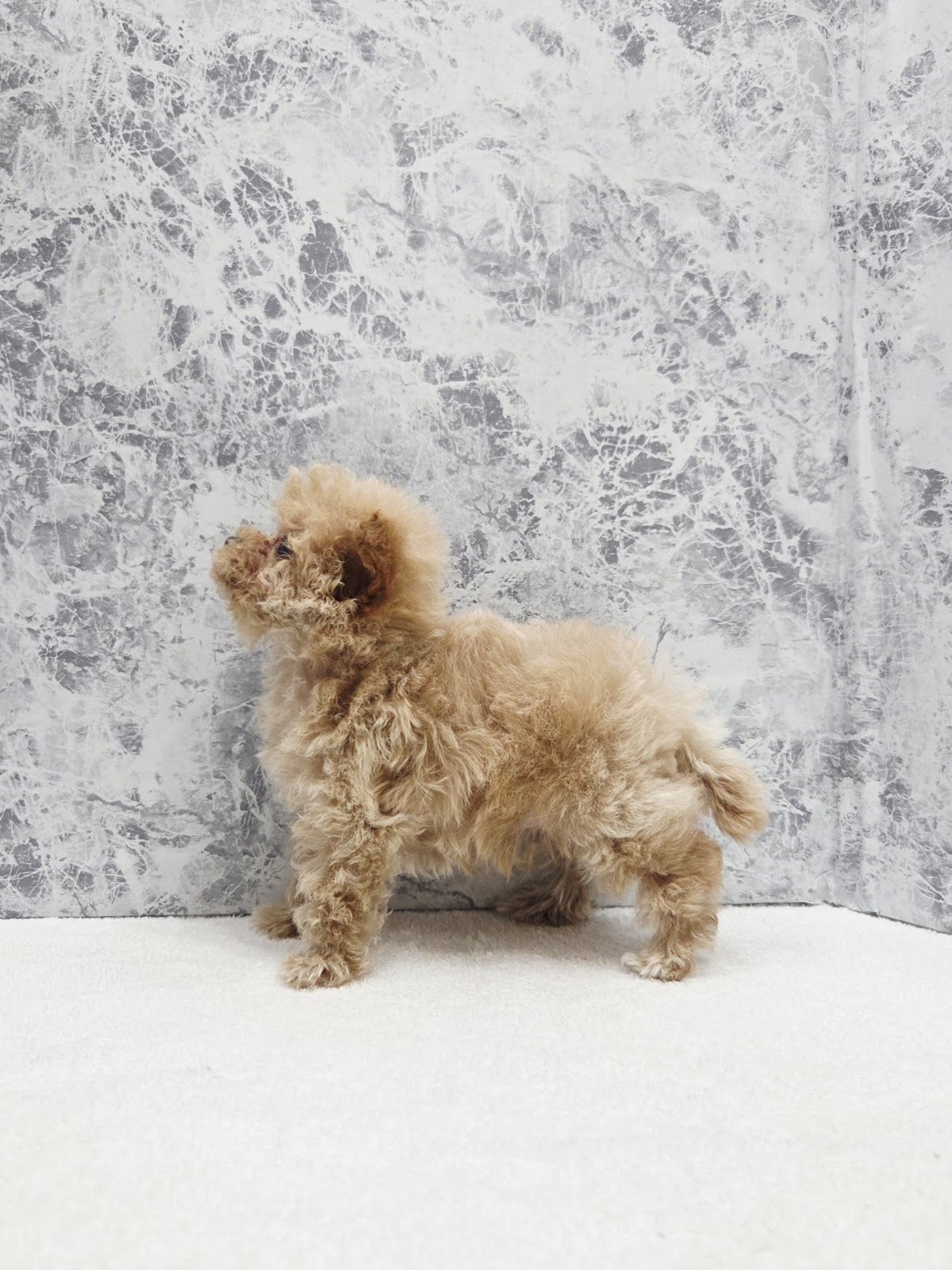 トイプードル×マルチーズの写真2