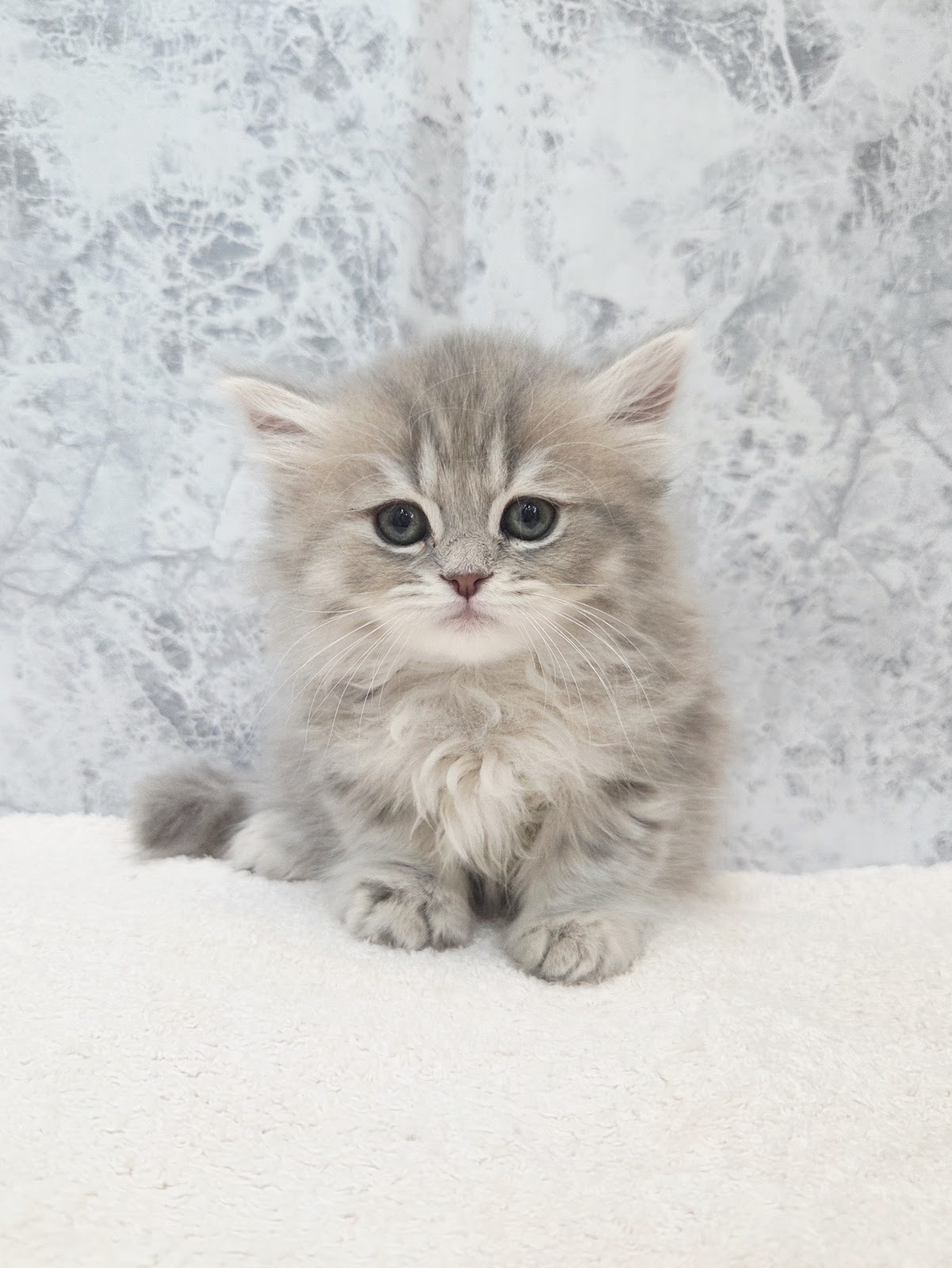 ミヌエットの写真