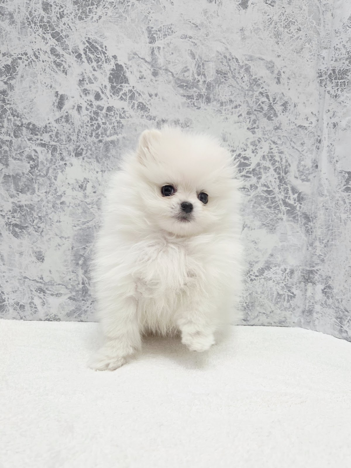 ポメラニアンの写真3