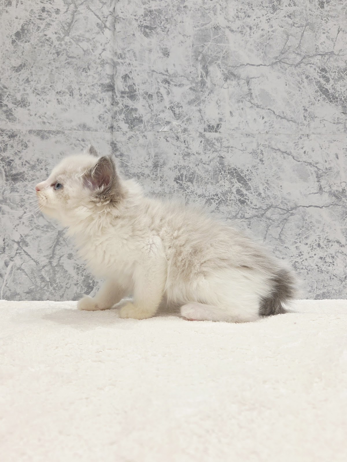 ラグドールの写真2