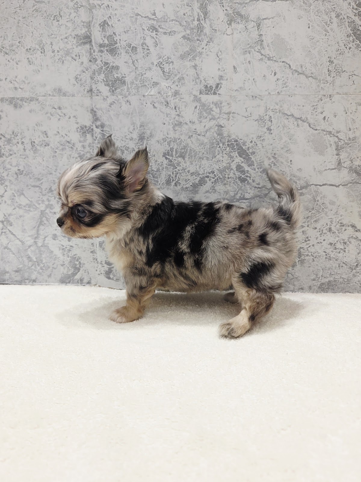 ロングコートチワワの写真2