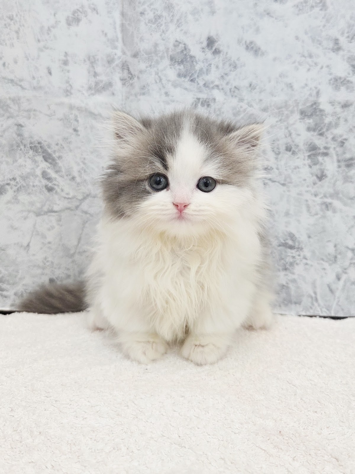 ミヌエットの写真