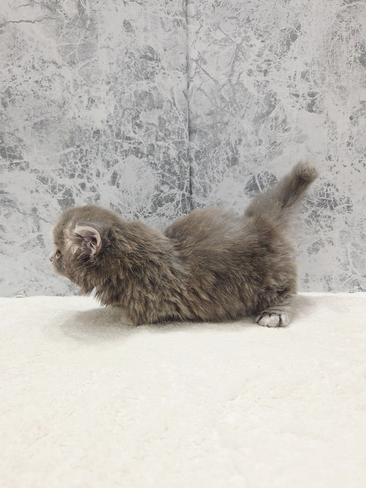 ミヌエットの写真2