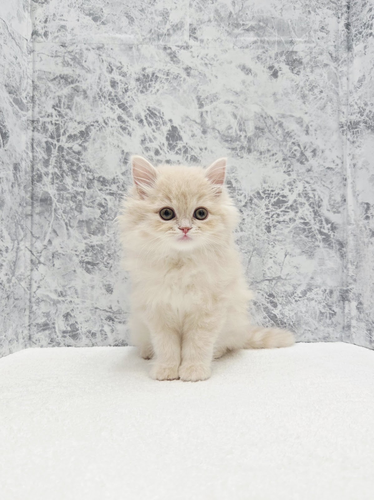 ラガマフィンの写真3