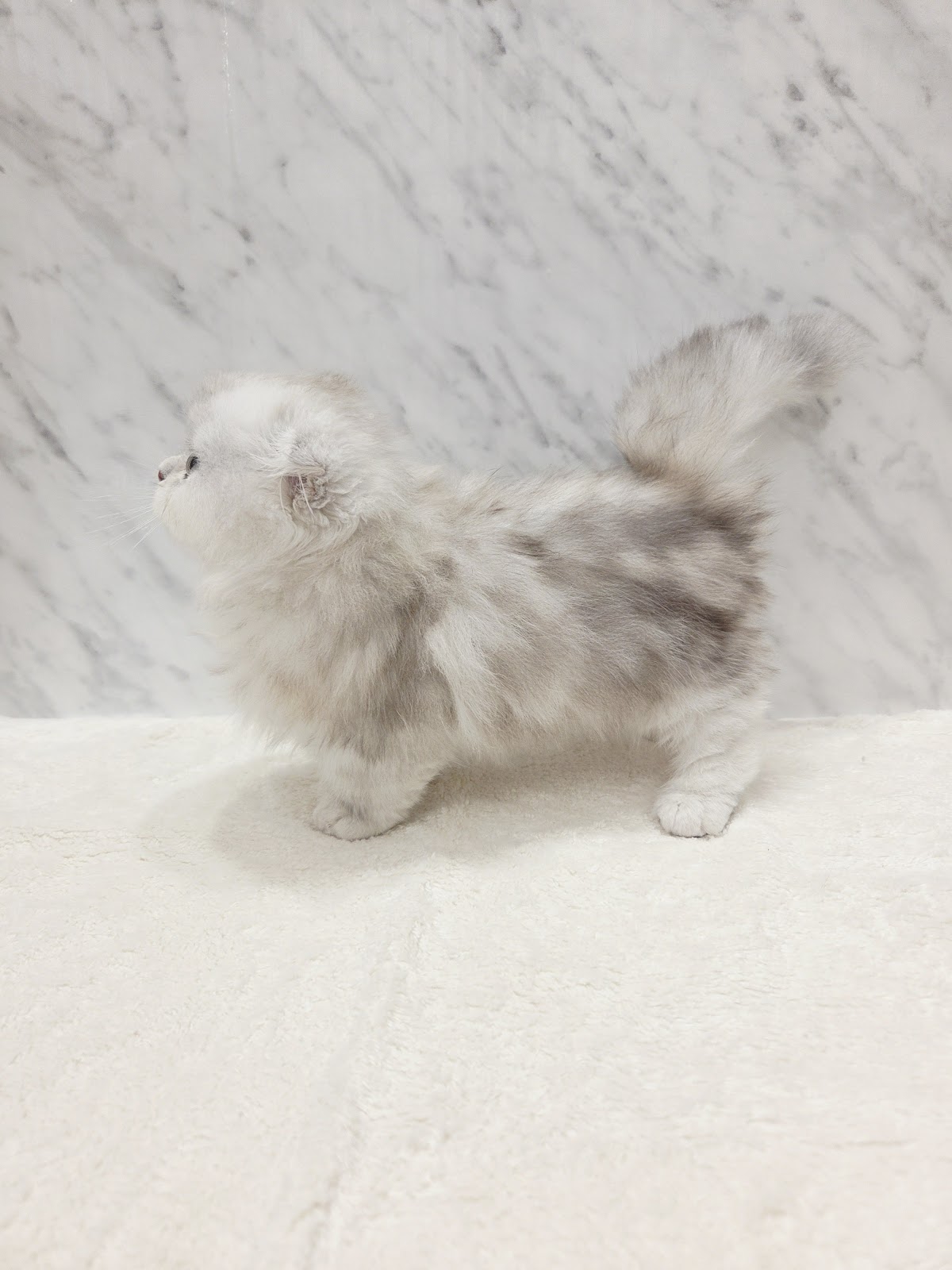 マンチカンの写真2