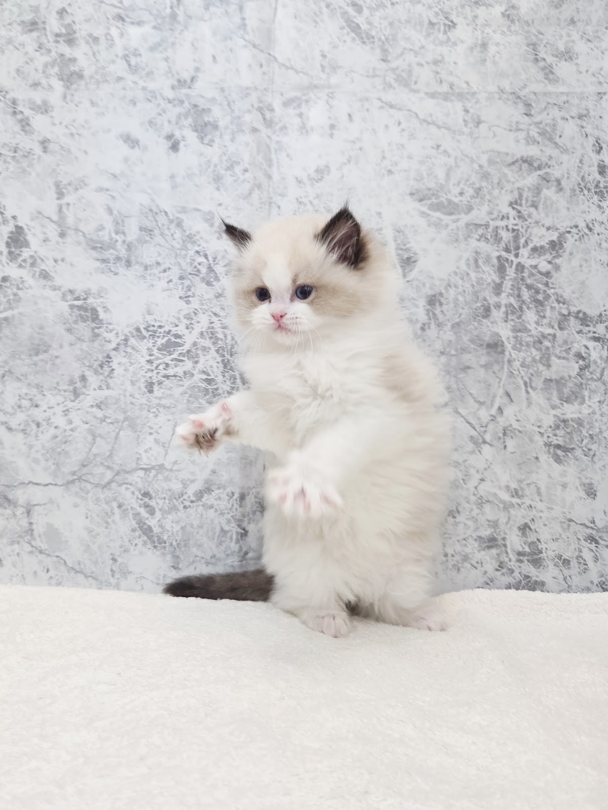 ラグドールの写真3