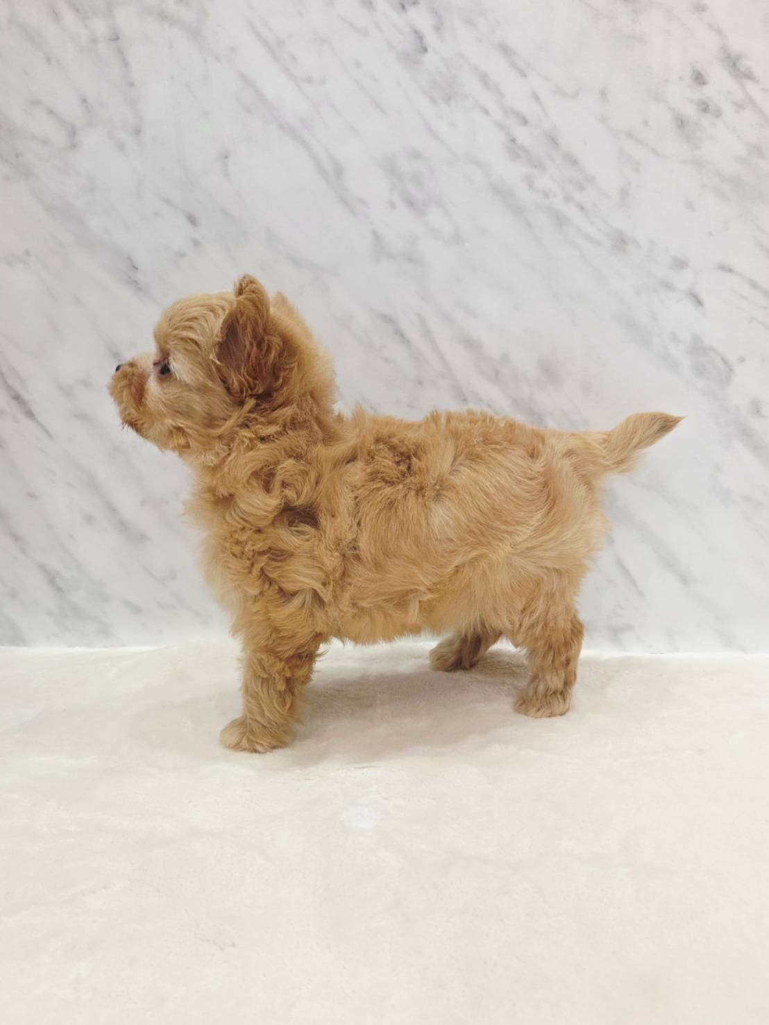 トイプードル×チワワの写真2