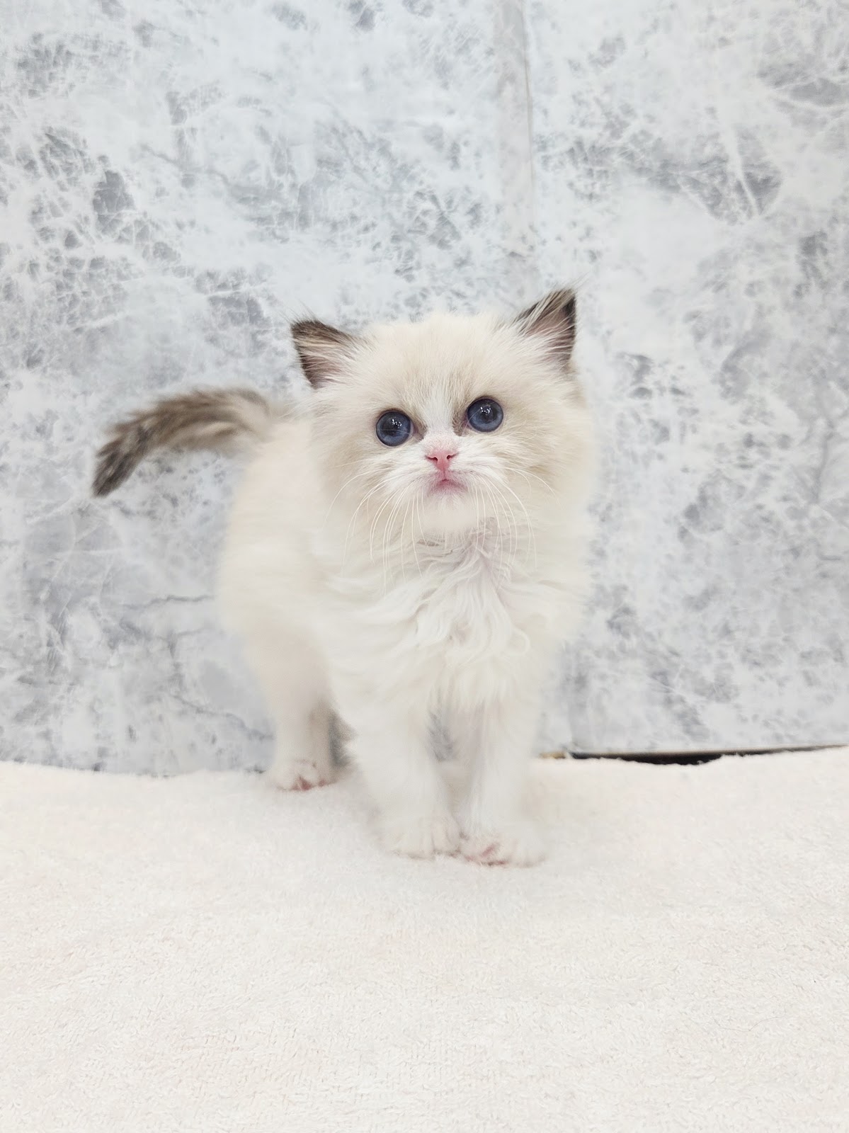 ラグドールの写真3