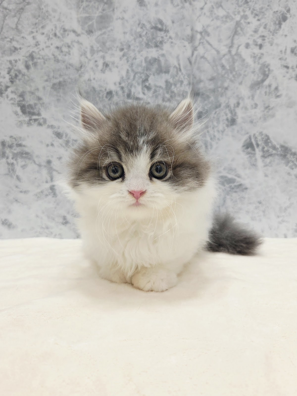 ミヌエットの写真