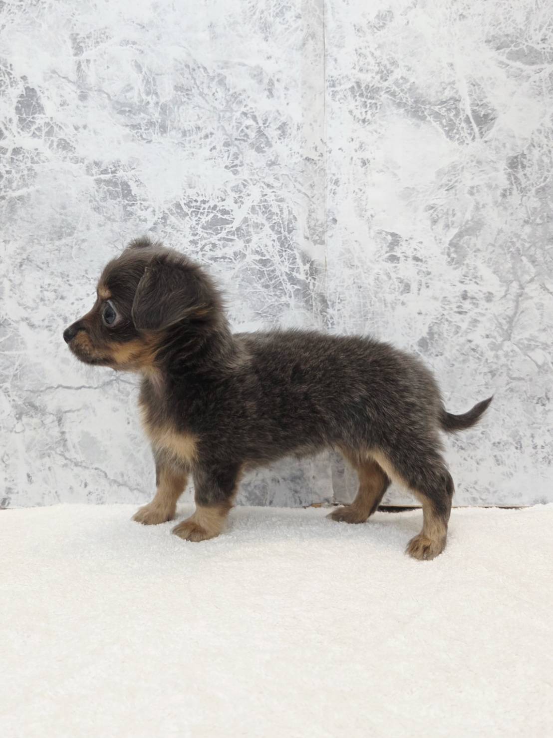 ダックスフンド×チワワの写真2