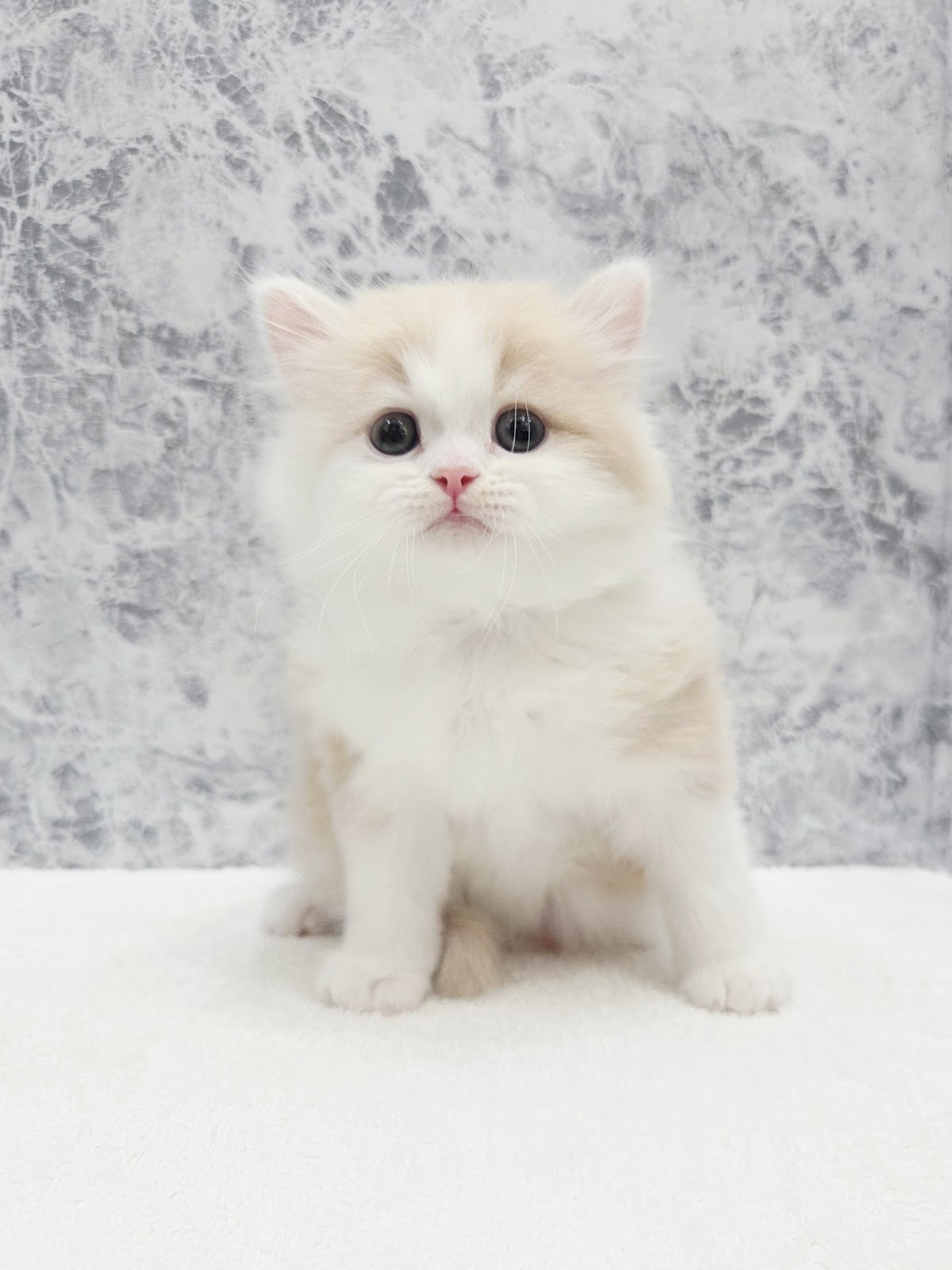 ラガマフィンの写真3