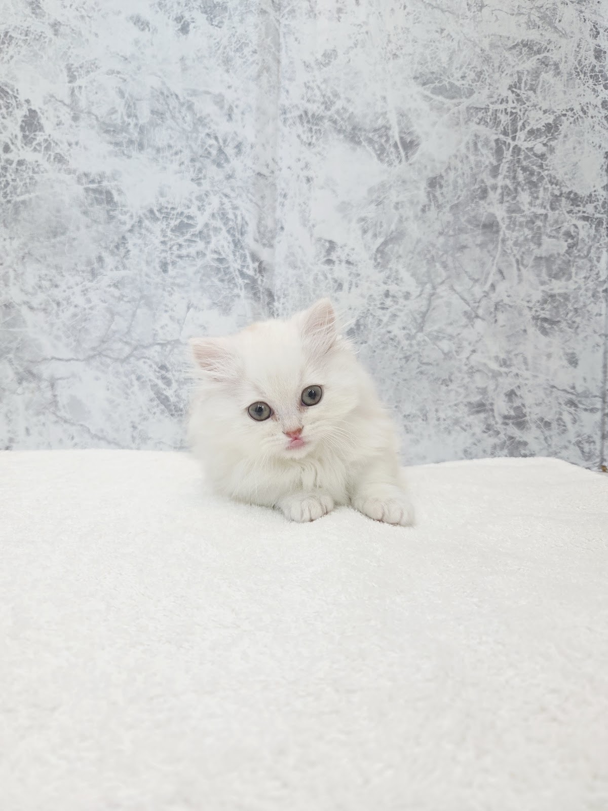 ミヌエットの写真3