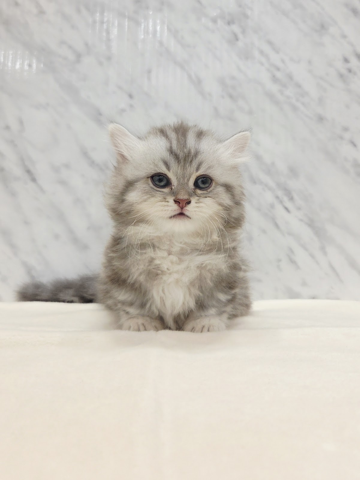 ミヌエットの写真3