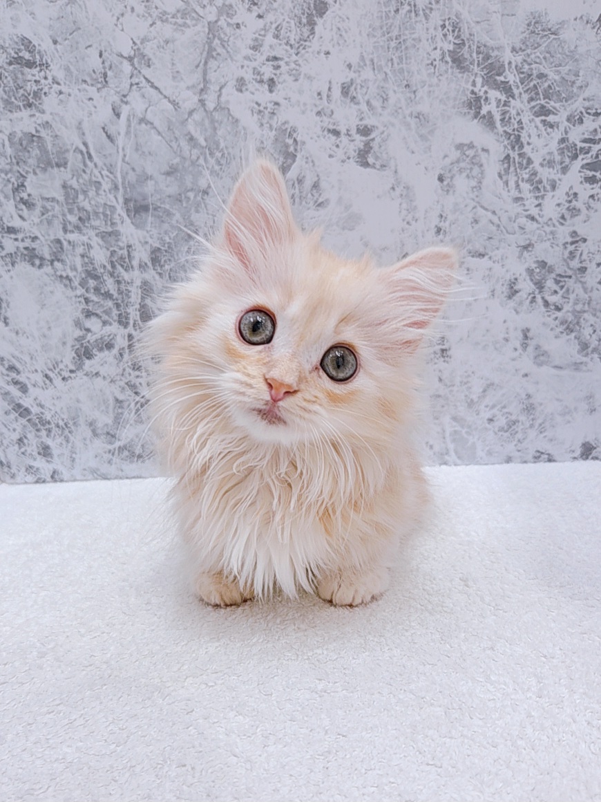 マンチカンの写真