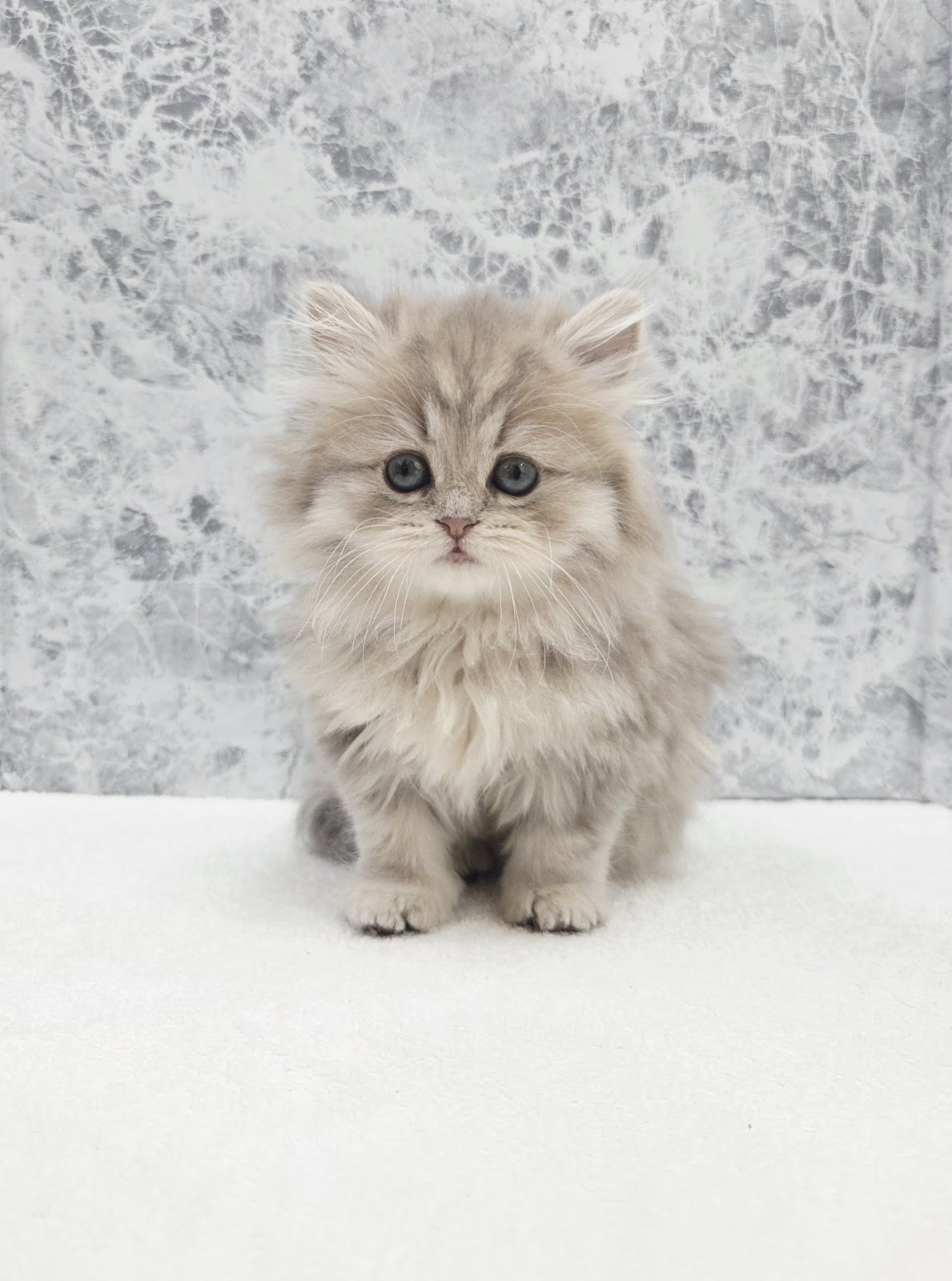 ペルシャの写真3