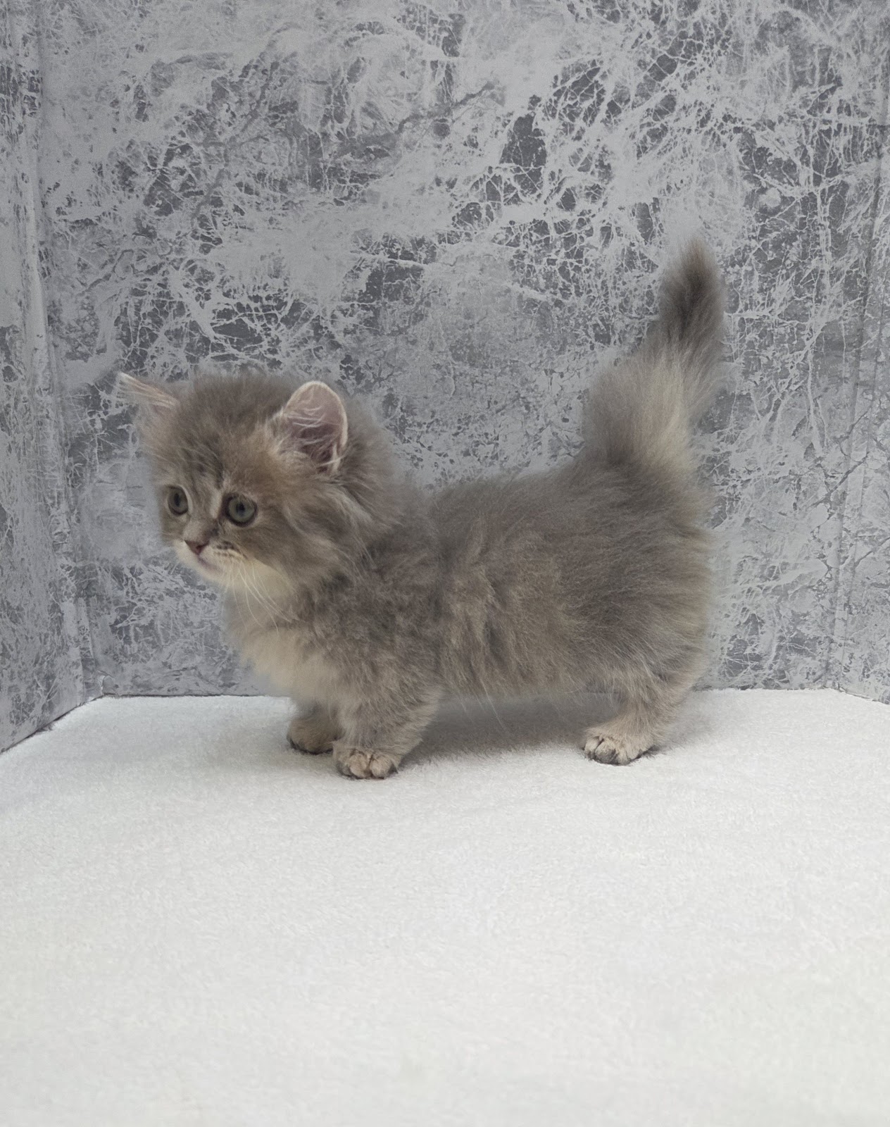 ミヌエットの写真2