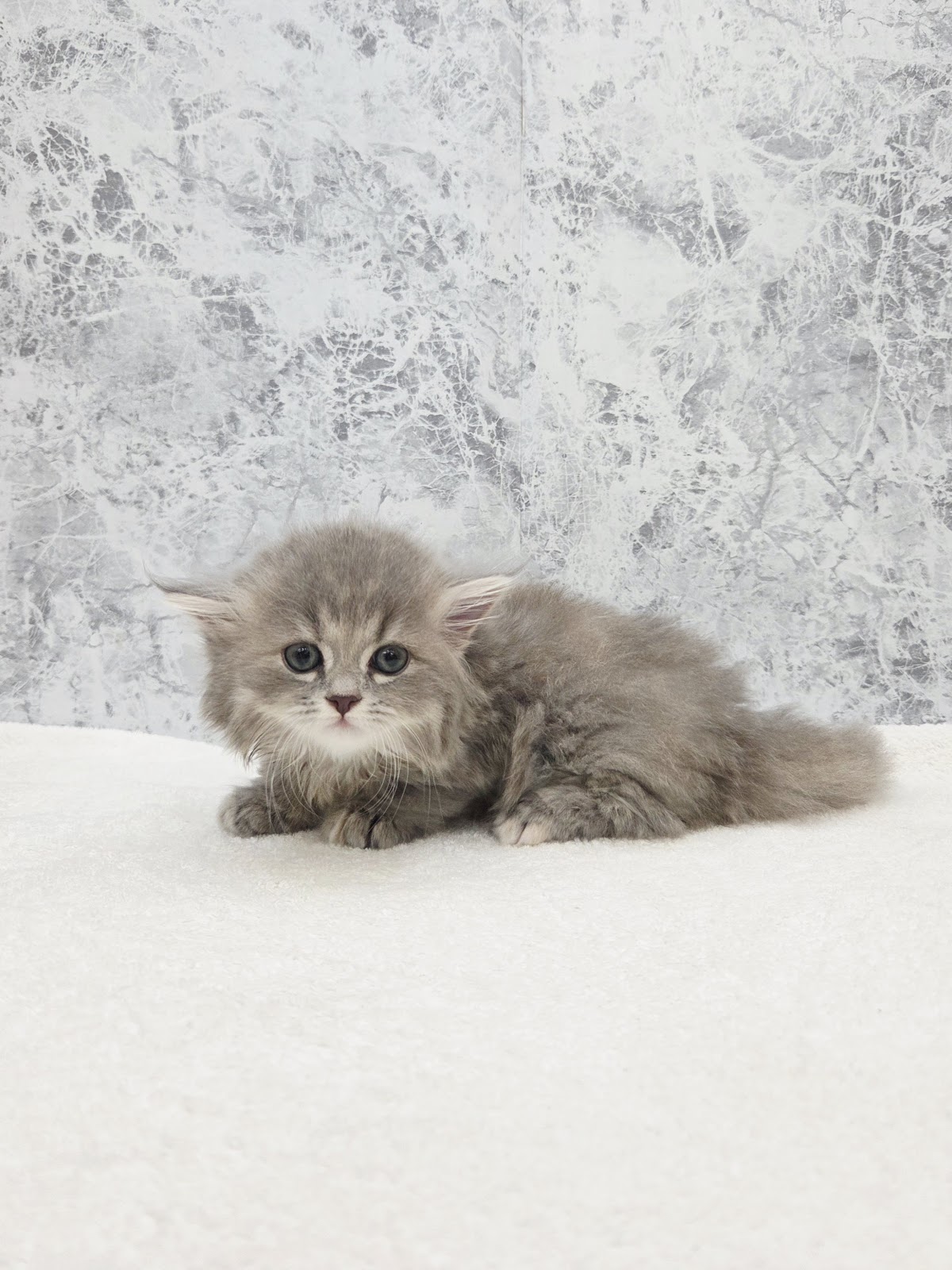 ミヌエットの写真2