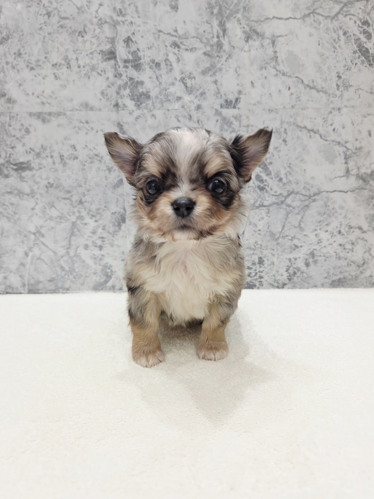 ロングコートチワワの写真