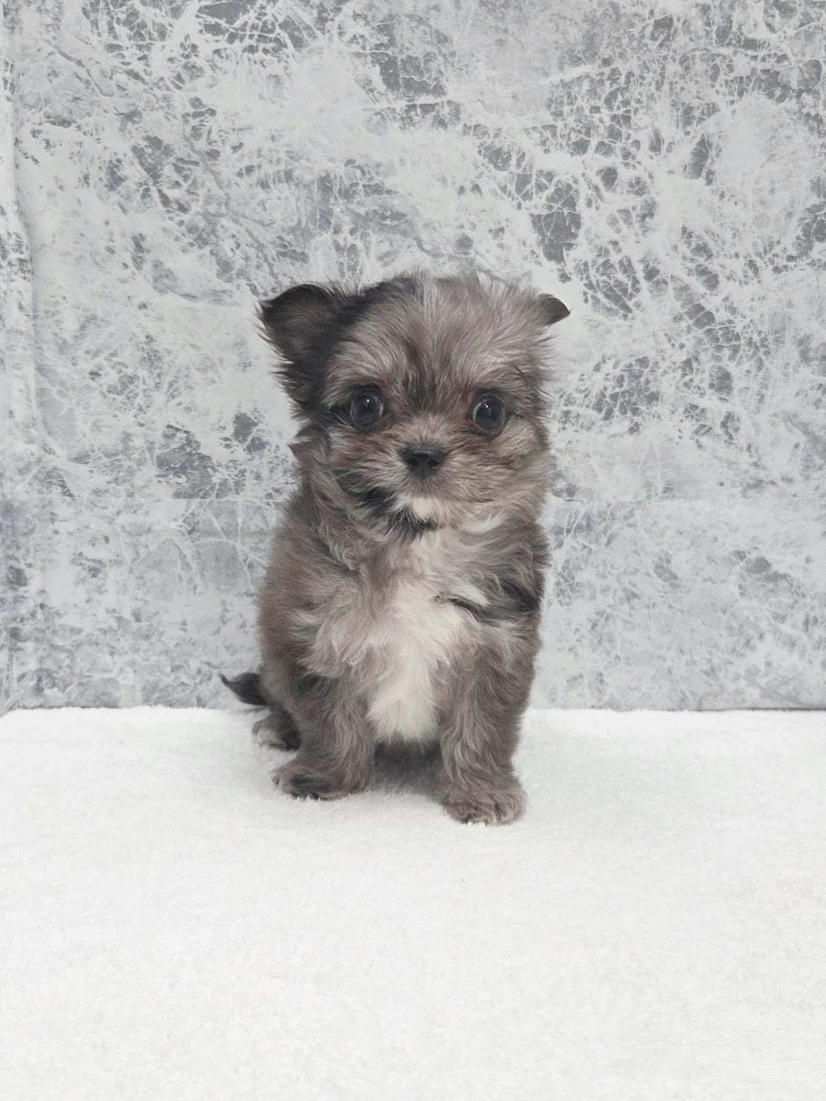 マルチーズ×チワワ