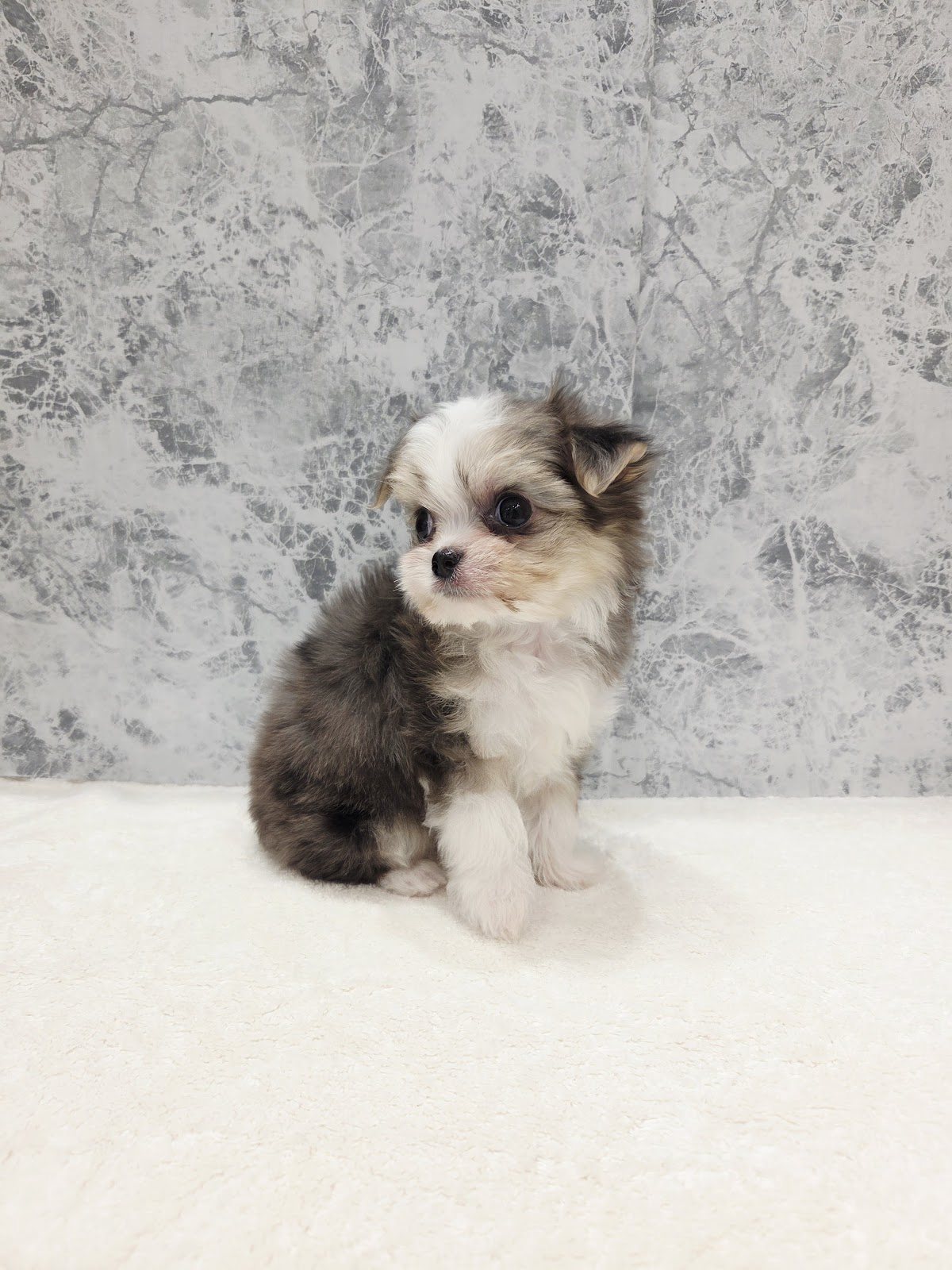 マルチーズ×チワワの写真3