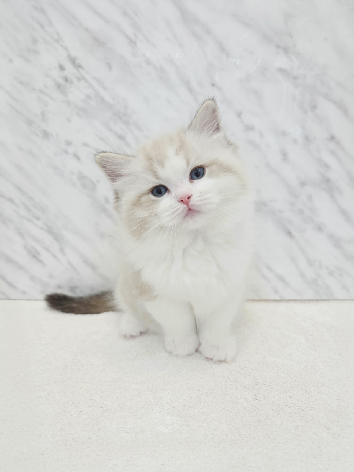 ラグドールの写真3