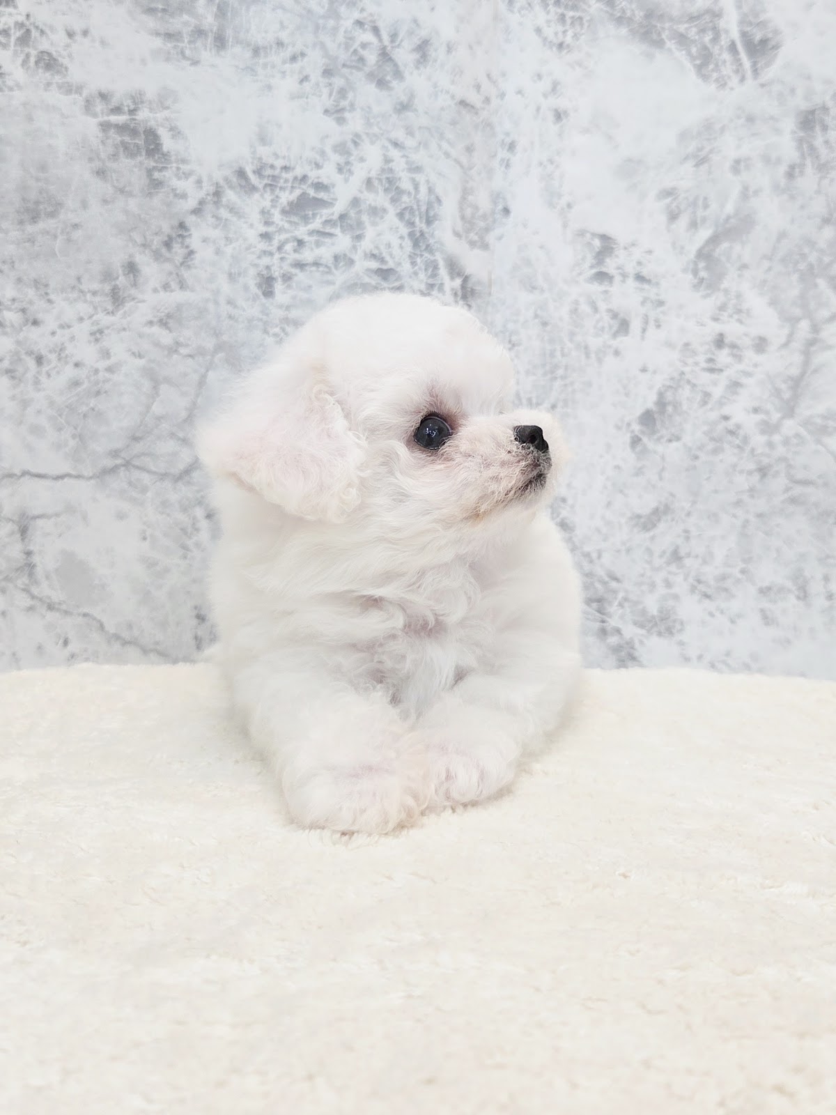 ビションフリーゼの写真3