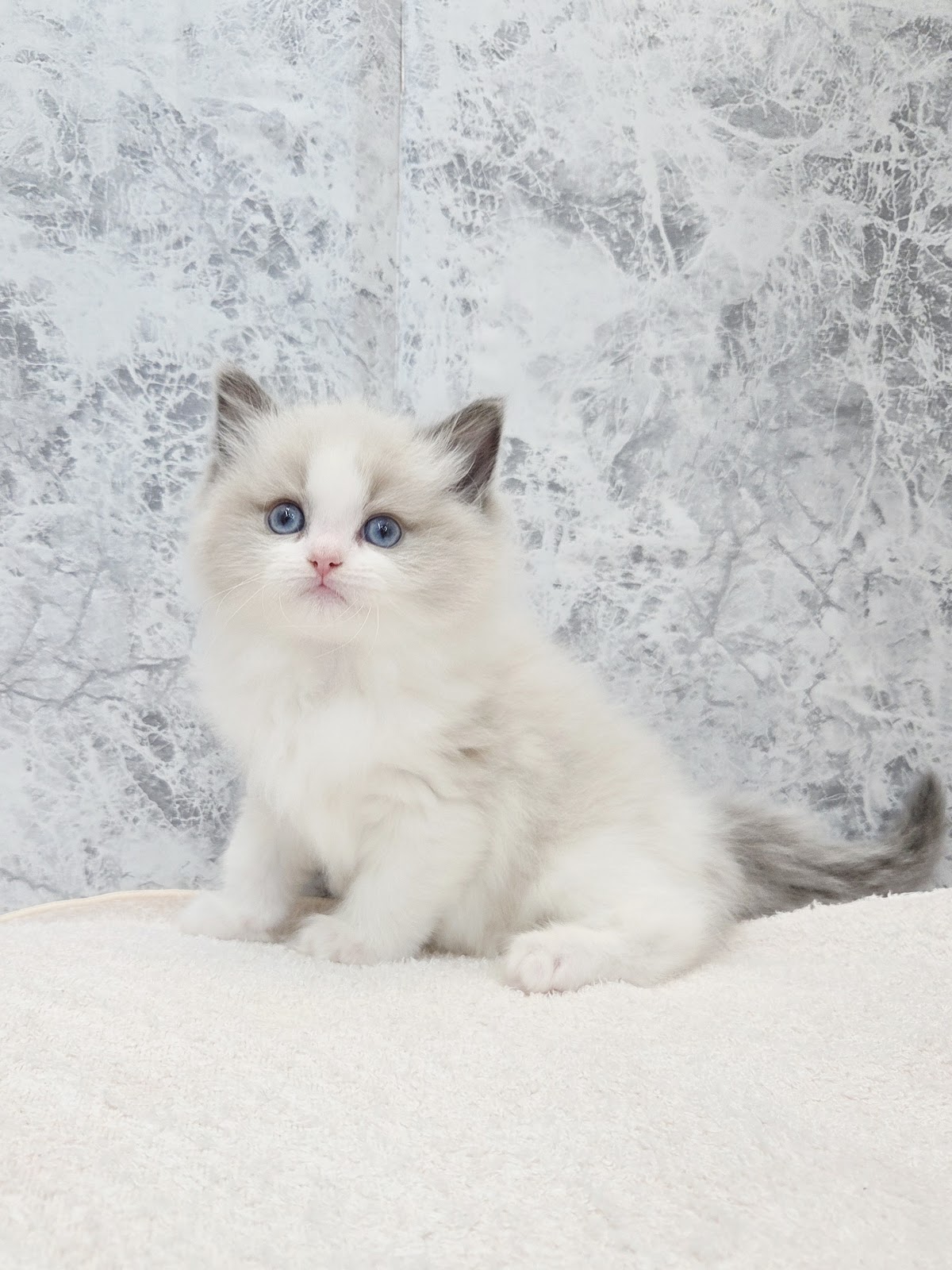 ラグドールの写真3