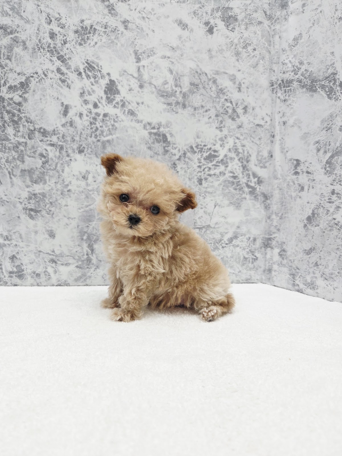 トイプードル×マルチーズの写真3