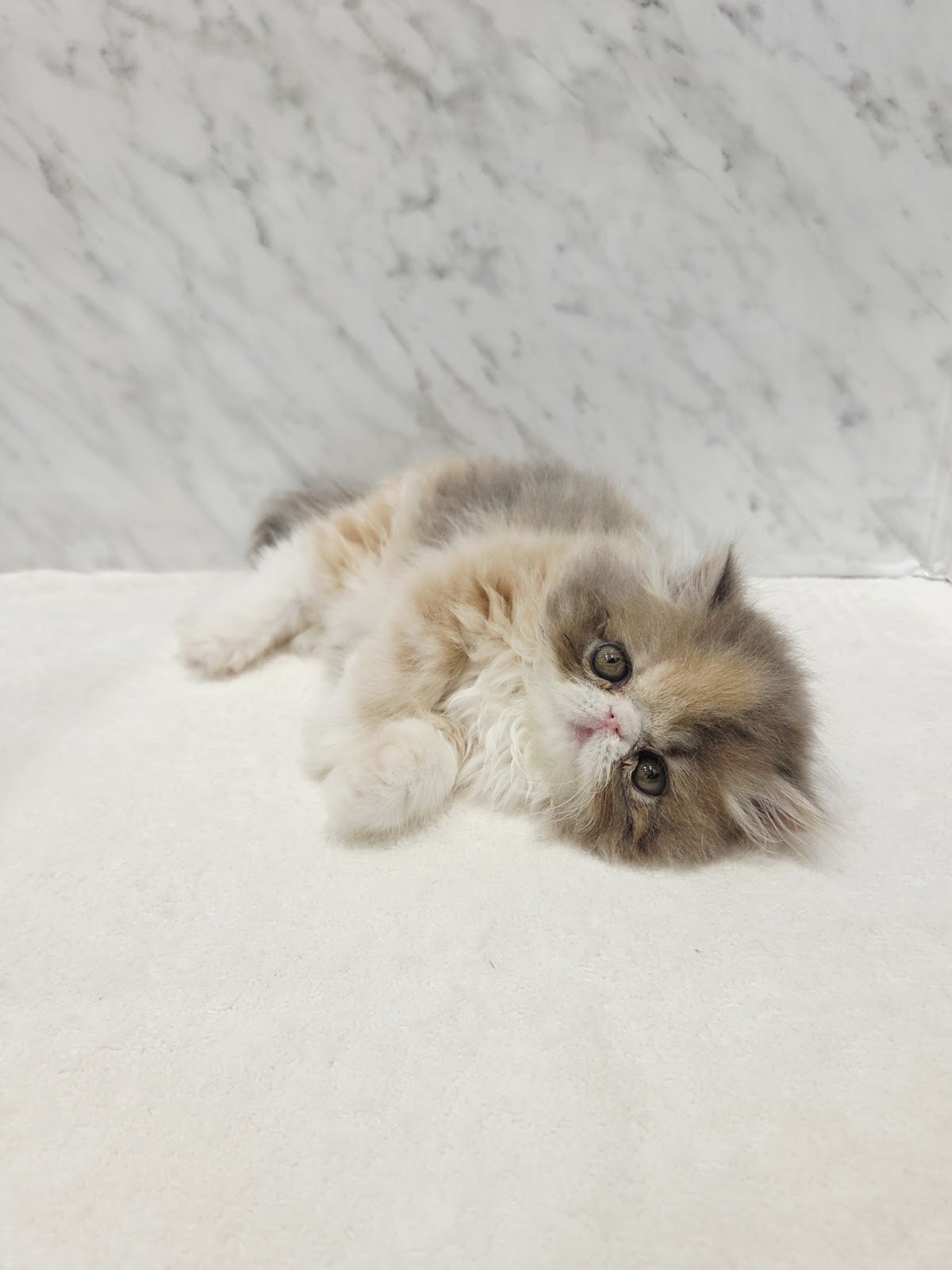 エキゾチックの写真3