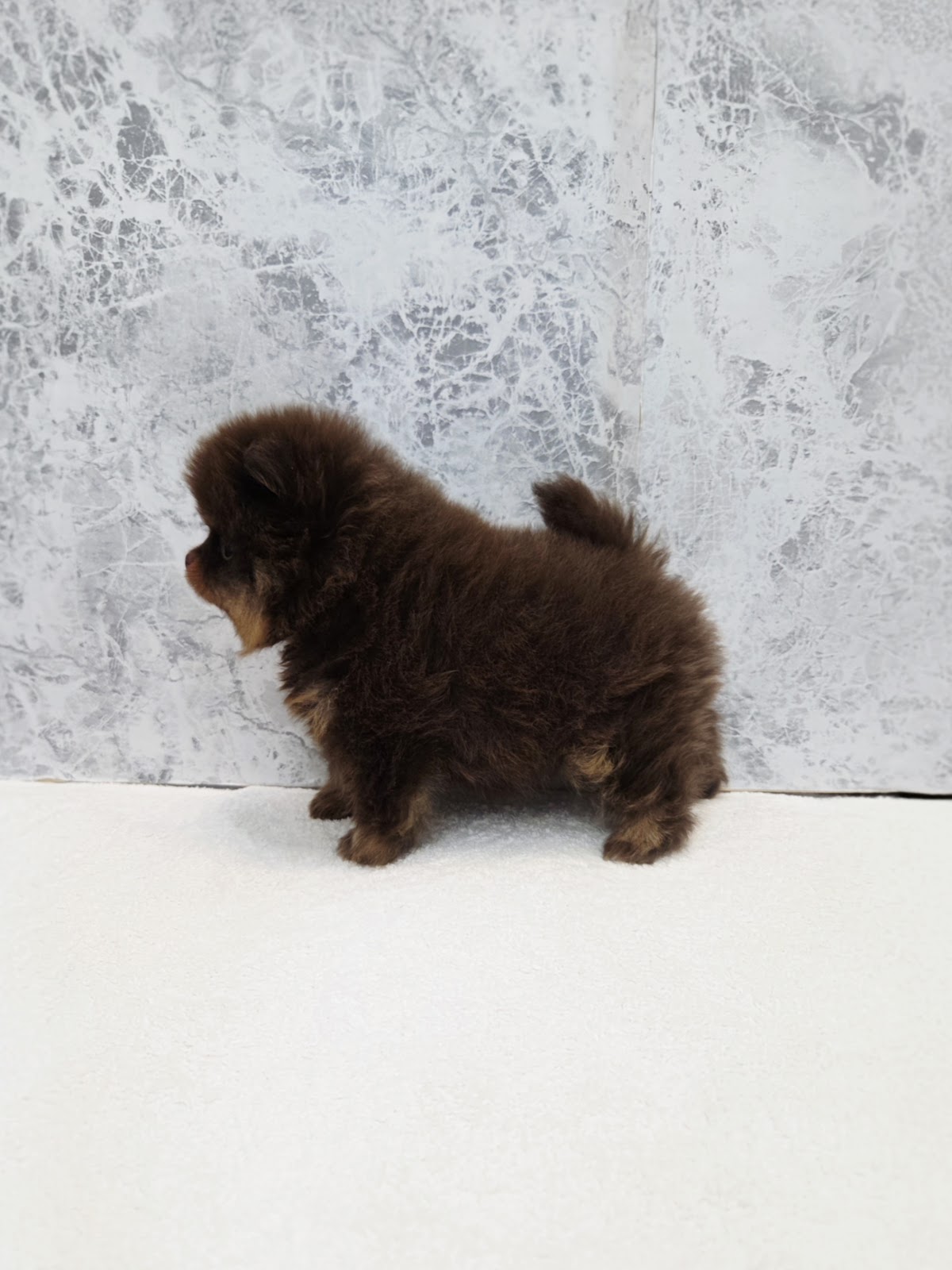 ポメラニアンの写真2