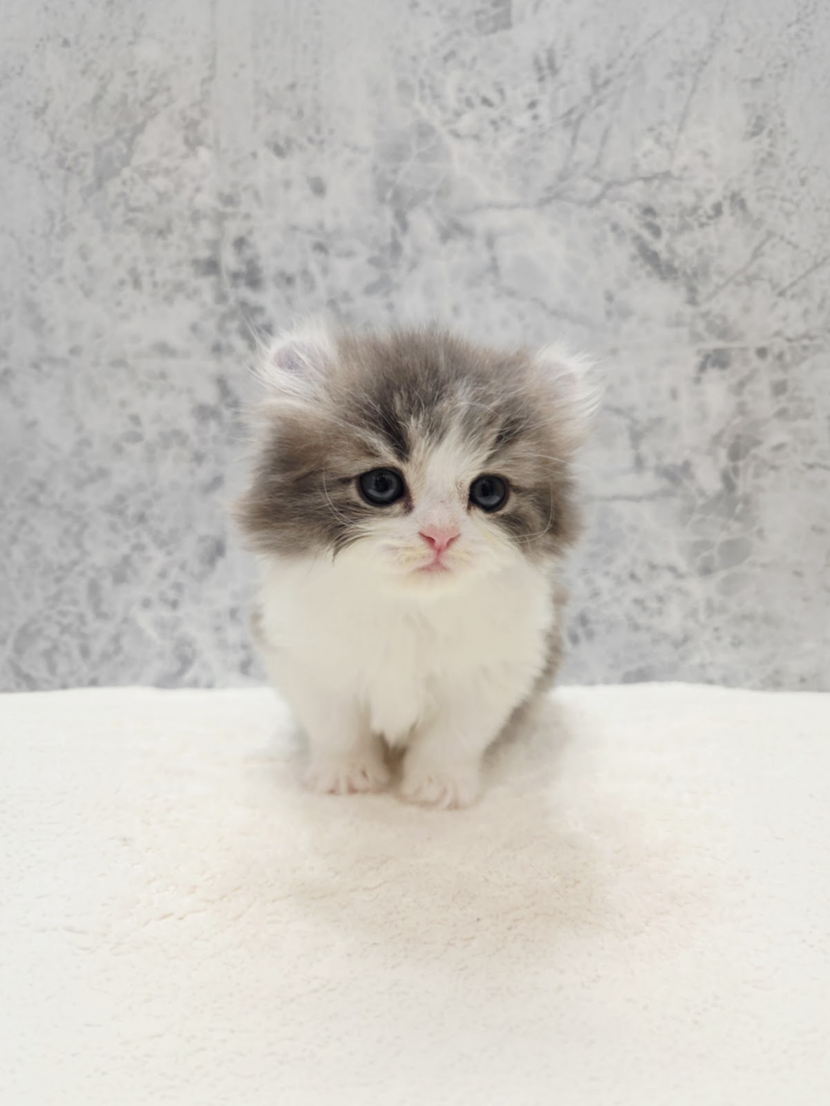 アメリカンカールの写真3