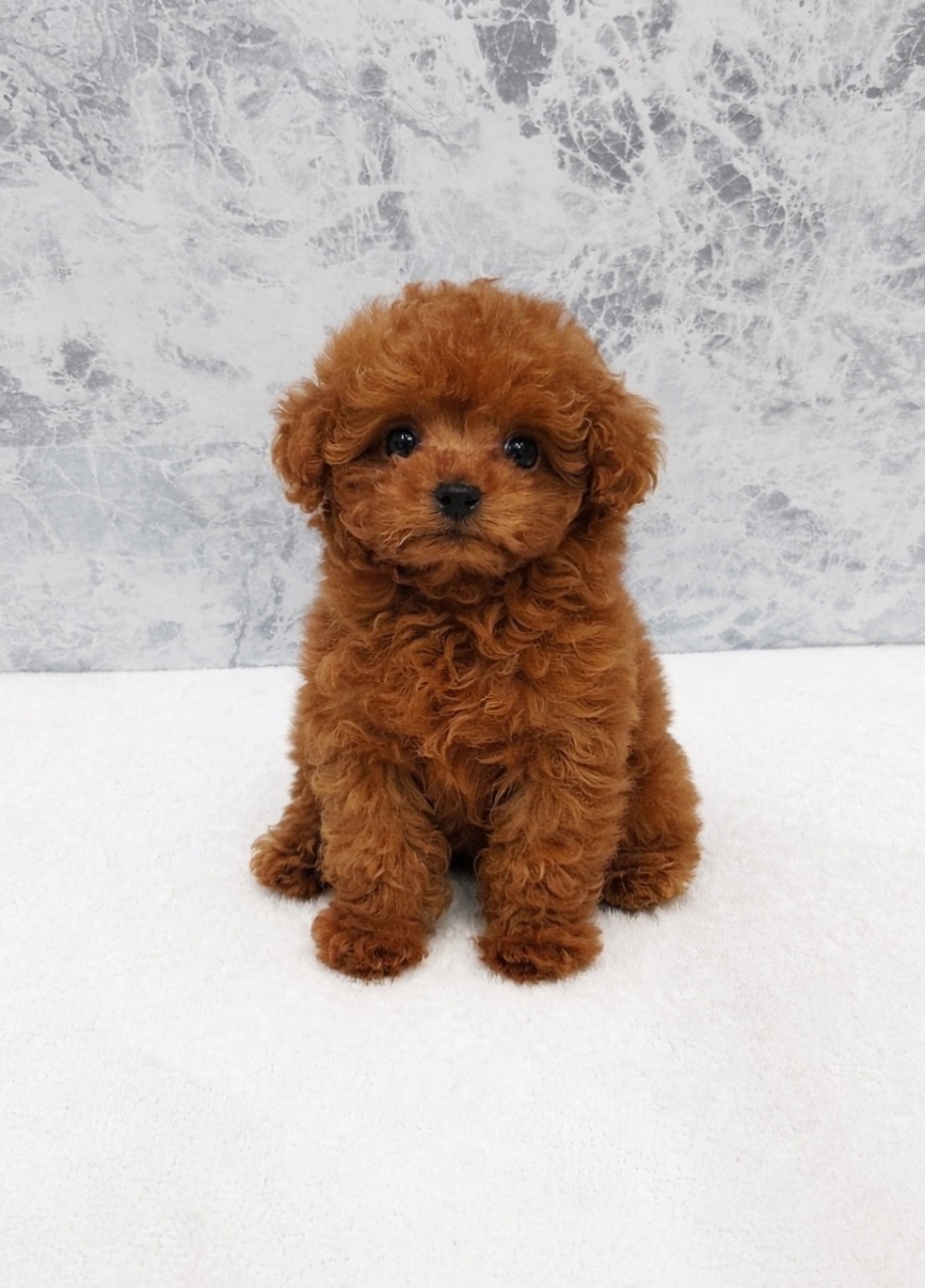 タイニープードル