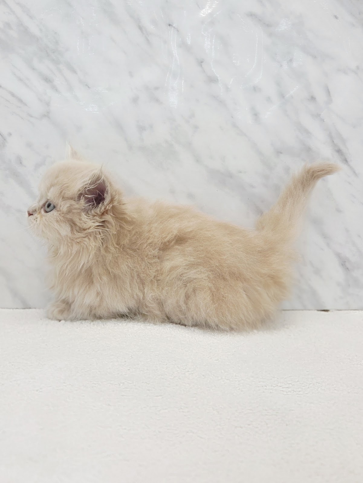 ミヌエットの写真2