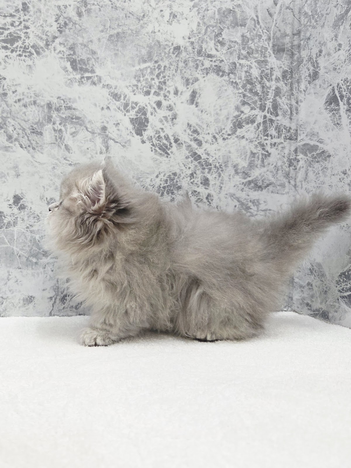 ラガマフィンの写真2