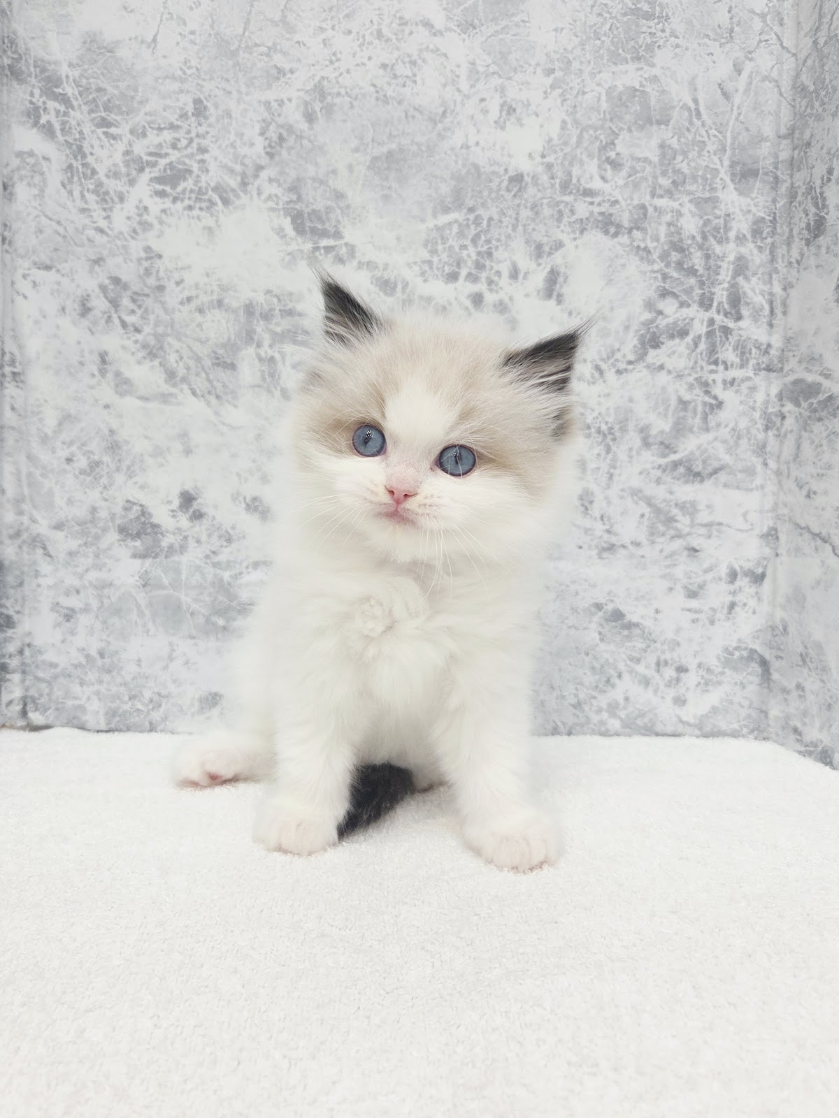 ラグドールの写真3