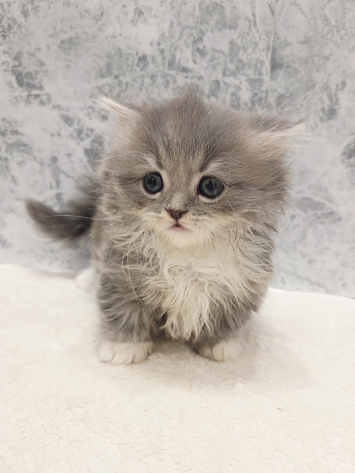 ミヌエットの写真3