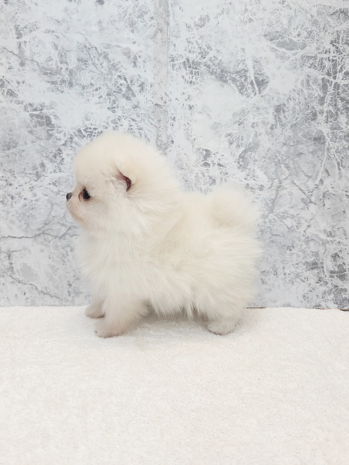 ポメラニアンの写真2