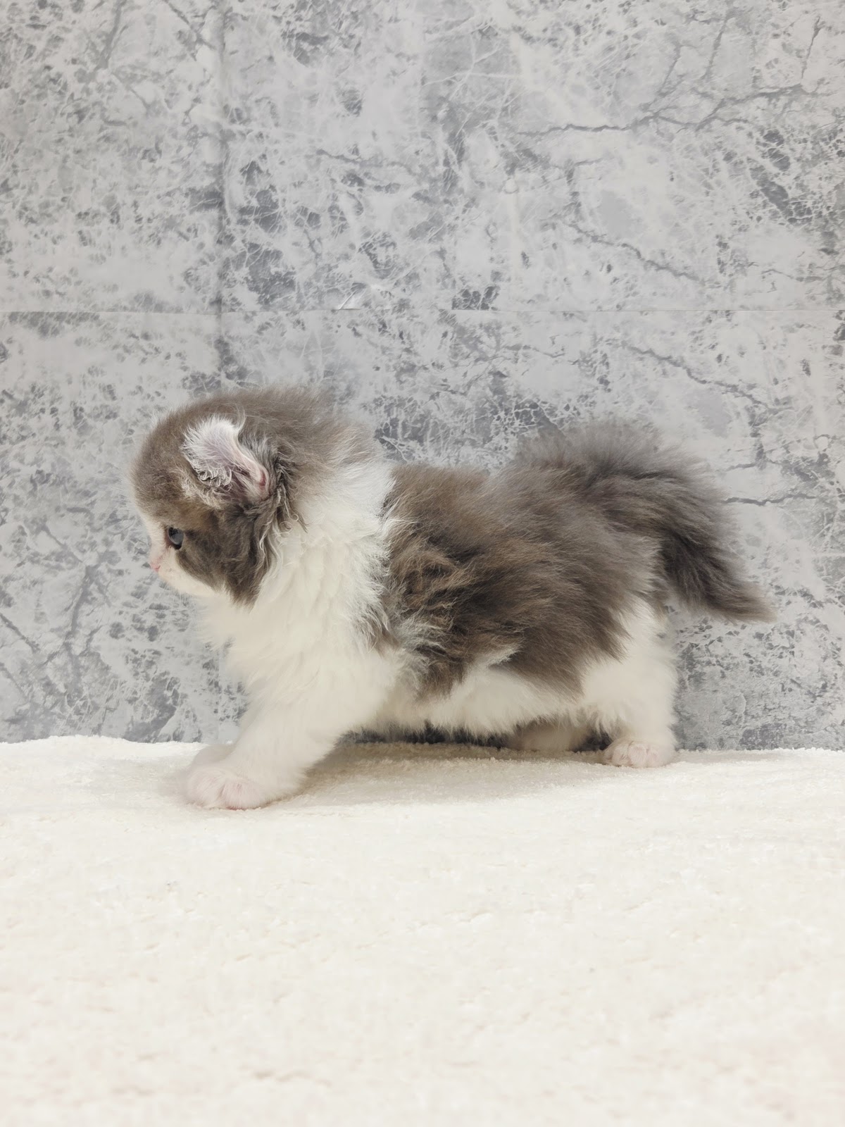 アメリカンカールの写真2