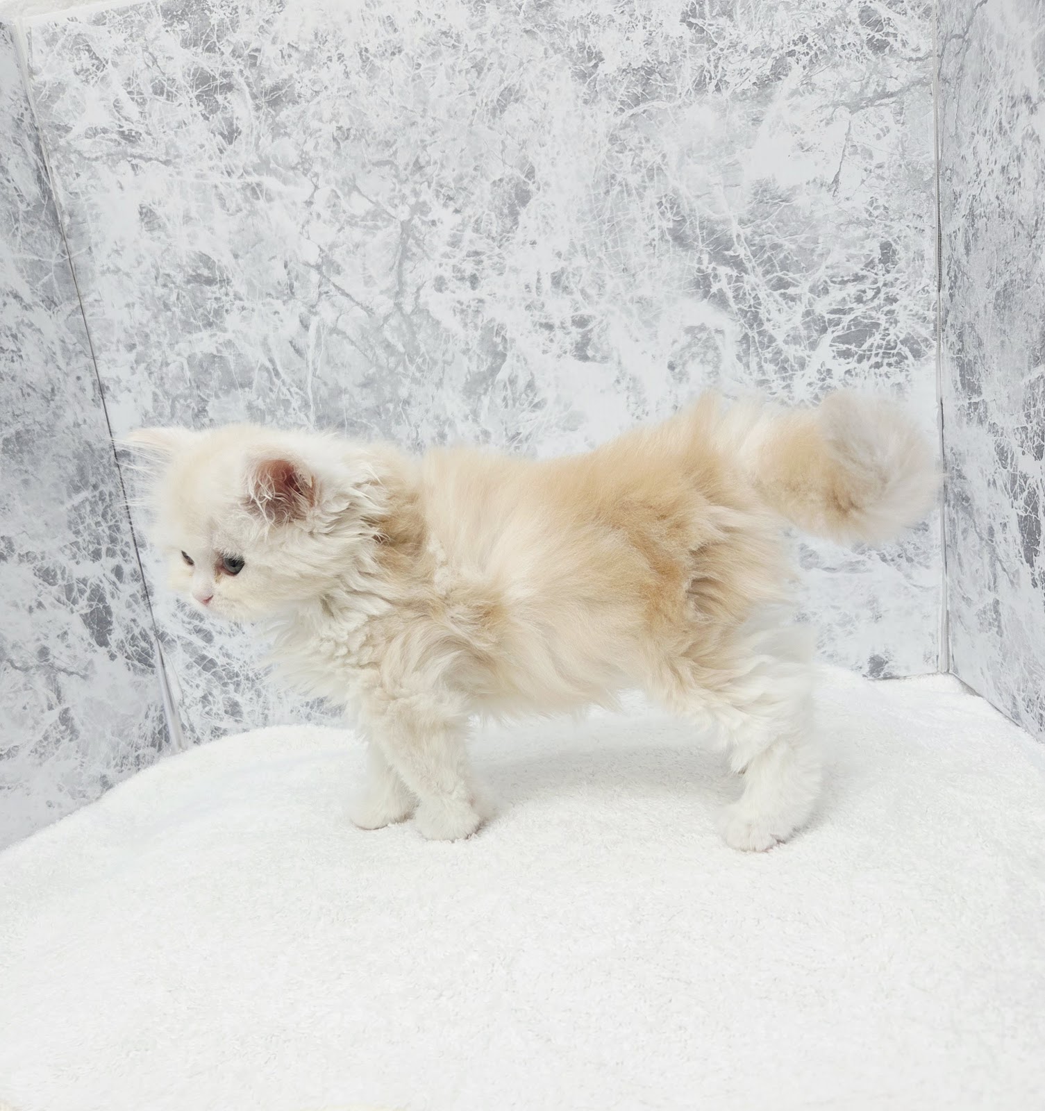 ラガマフィンの写真2