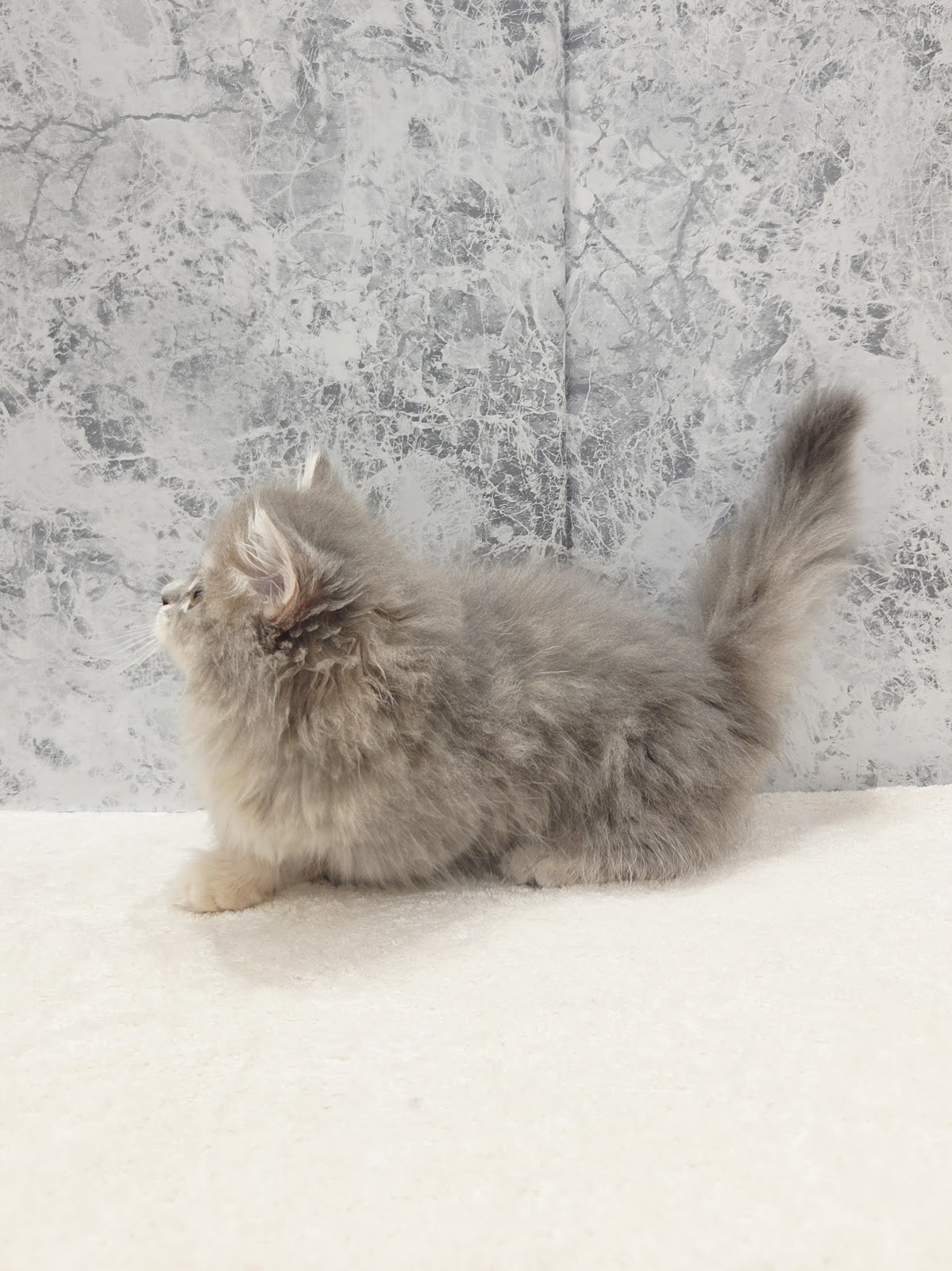 ミヌエットの写真2