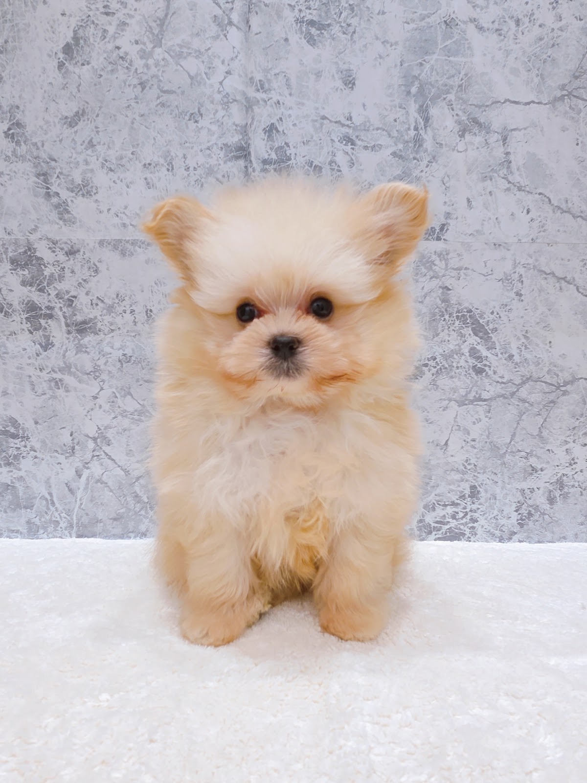 トイプードル×ポメラニアンの写真