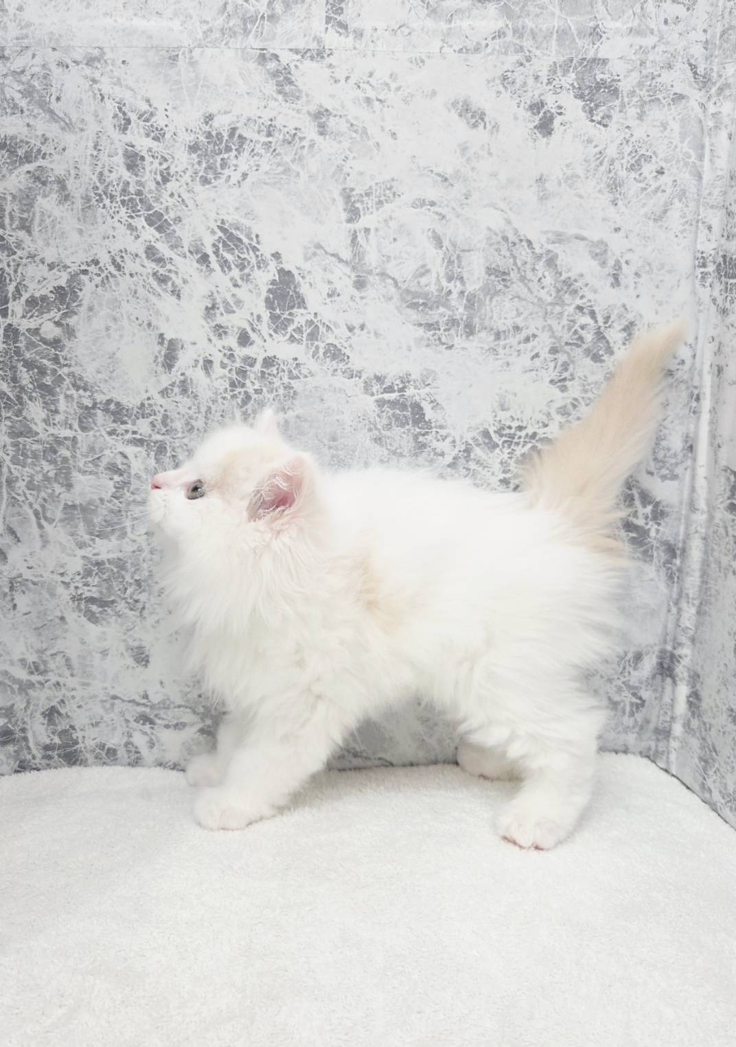 サイベリアンの写真2