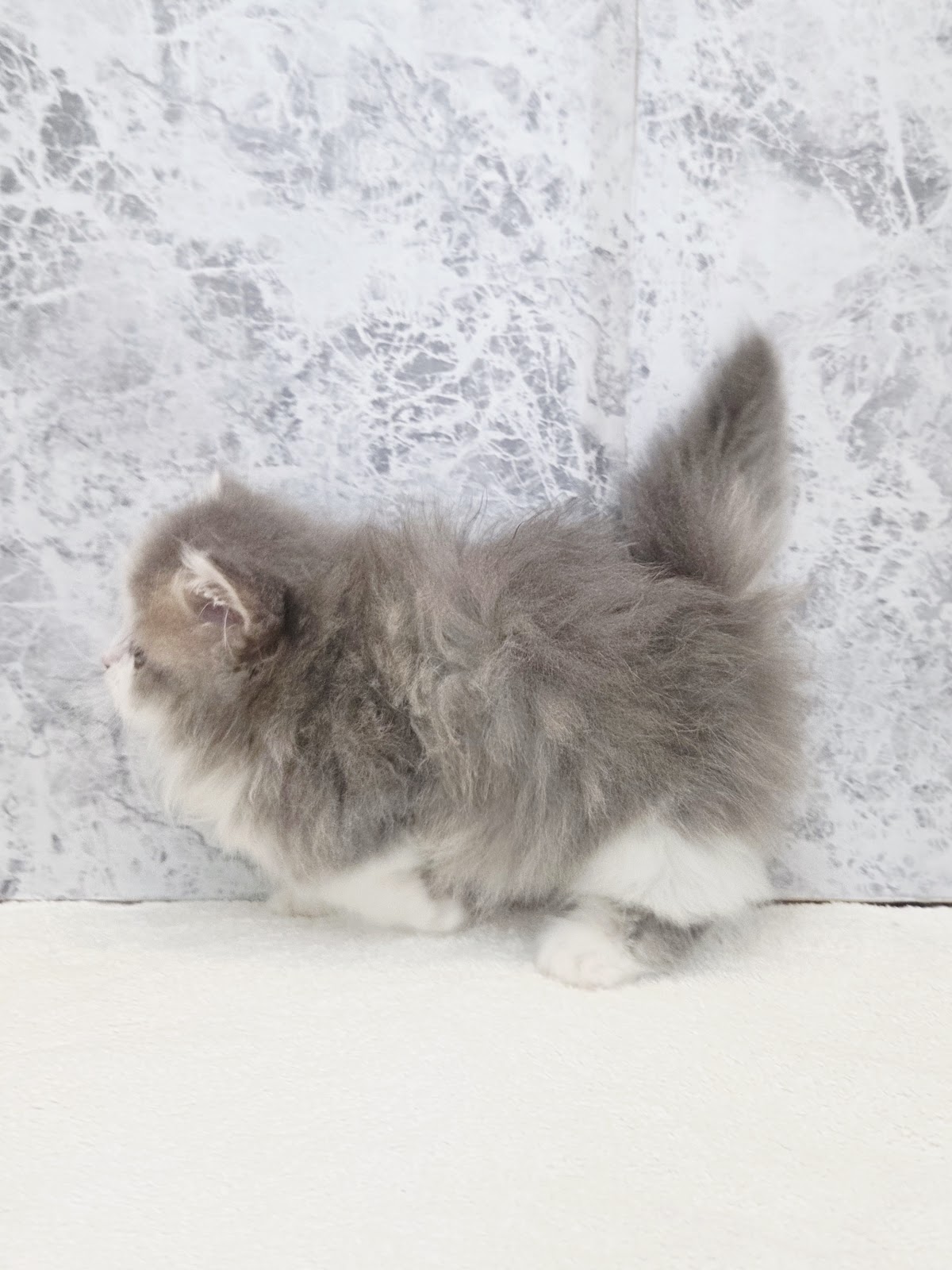 ミヌエットの写真2